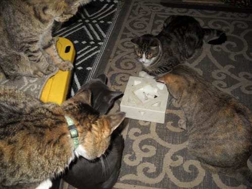 Customer photo review of 2x Blisso Advanced Cat Probiotic | Cat Probiotic for Diarrhea & Kidney Support