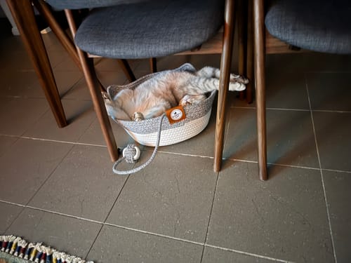 Customer photo review of Instinct Basket | Meet the first research-backed natural territory for indoor cats