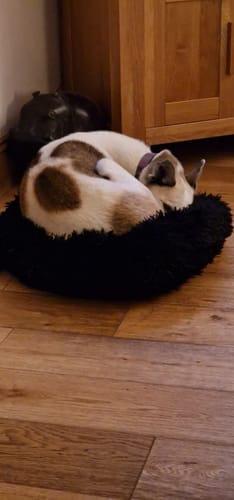 Customer photo review of Donut Dog Bed Calming Soft Comfy Anti Anxiety Plush Dog Bed