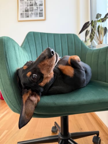 Customer photo review of PeppiPaste - Darmpower | Natürliche Darmpflege für Hunde