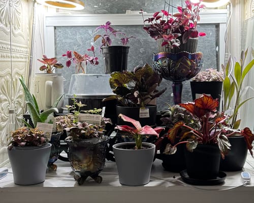 Customer's large collection of colorful houseplants thriving under a grow light.