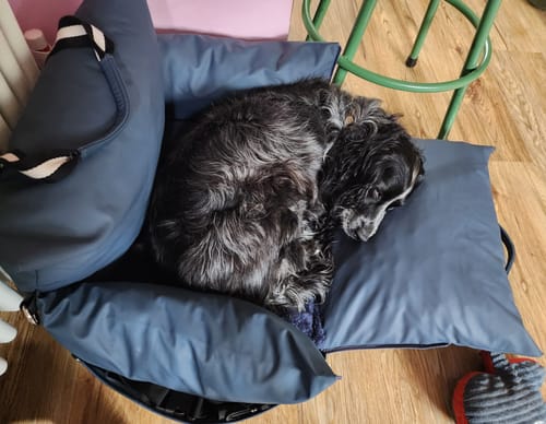 Customer photo review of The Dog Dock V2 New & Improved with ISO Fix