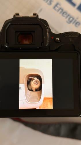 Customer photo review of Self-Cleaning Litter Box