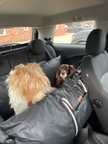 Customer photo review of The Dog Dock