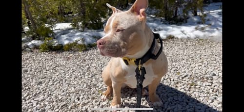 Customer photo review of 2" Tacti Luxe Dog Collar - Gold Noir