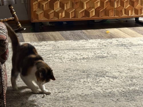 Customer photo review of 1x Blisso Advanced Cat Probiotic