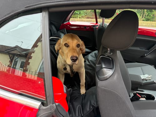 Customer photo review of The Dog Dock