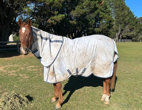 Customer photo review of LE Fieldsafe Summer Sheet