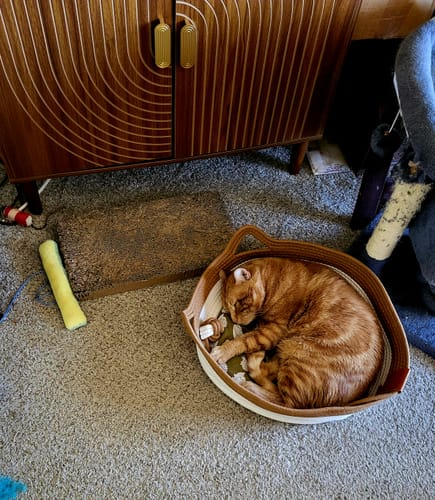 Customer photo review of Instinct Basket | Meet the first research-backed natural territory for indoor cats