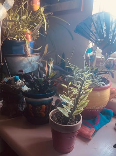 Customer photo review of Variegated Devil's Backbone Euphorbia