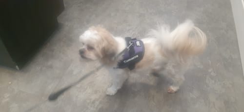Customer photo review of Dogshood ™