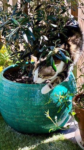 Client montrant son jeune chaton tigré et blanc se cachant dans un grand pot de fleurs vert.