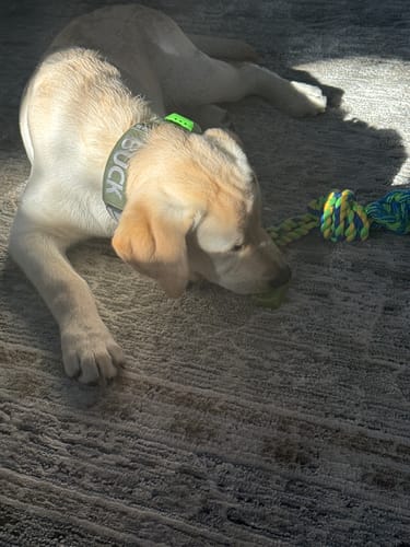 Customer's yellow Labrador puppy lying on a carpet, chewing a Long-Lasting Yak Chew.