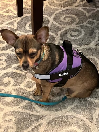 Customer photo review of Dogshood ™