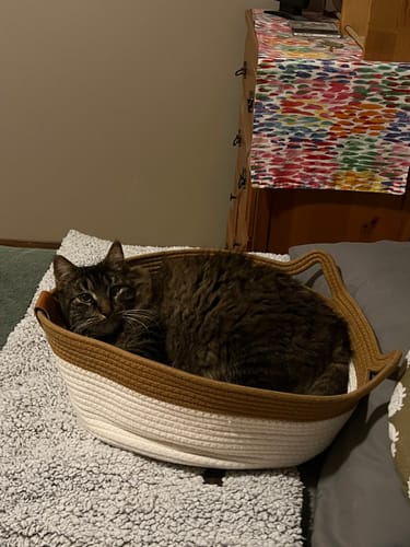 Customer photo review of Instinct Basket | Meet the first research-backed natural territory for indoor cats