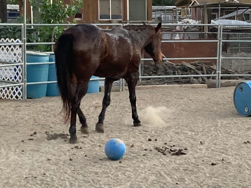 Customer photo review of OptiWize Collagen +Plus Horse Joint Supplement