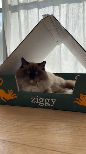 Le chaton d'un client se reposant dans la boîte de livraison verte de marque Ziggy.