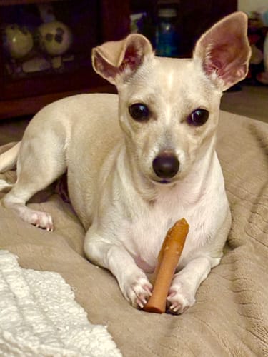 Customer's small, light-colored dog lies on a blanket holding a Blueberry Yak Chew between its paws.
