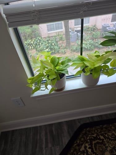Customer photo review of Neon Pothos