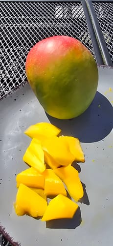 Kunde zeigt eine ganze Kent Mango und das saftige, gelbe Fruchtfleisch in Stücken auf einem Teller.
