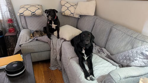 Customer photo review of Belly Buddies Probiotics for Dogs