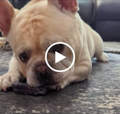 Customer video review of Long-Lasting Yak Chews — 4 Flavor Pack
