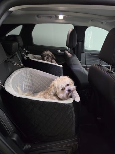Customer's two small dogs in their quilted Dog Car Booster Seats on the back seat of a car.