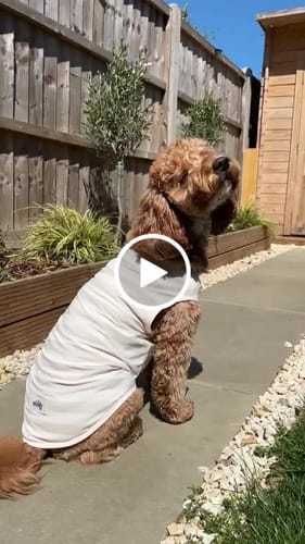 Customer video review of Hazelnut Stripe | Summer Breeze Cooling Vest