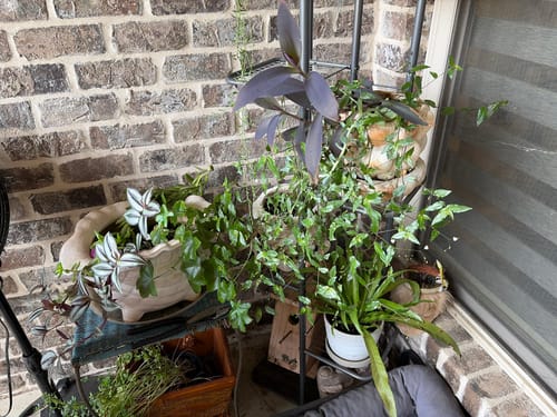 Reviewer's collection of various potted plants showing healthy growth after using the Plant Food.