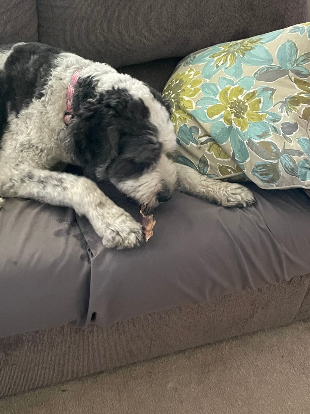 Customer photo review of 6" Gullet Strips For Dogs