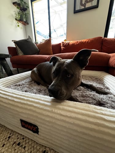 Customer's American Staffy resting on the large, beige Orthopaedic Dog Bed in a living room.