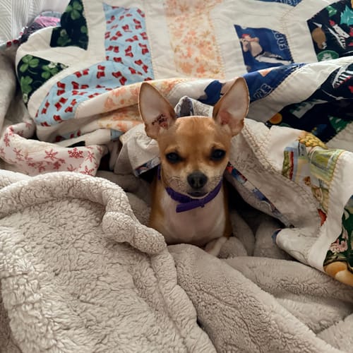 Customer's small chihuahua looking relaxed while wearing the purple PawLax Collar in bed.