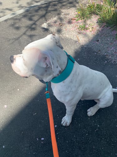 Customer's strong, white dog sitting outdoors wearing the turquoise 5cm Combat® Collar.