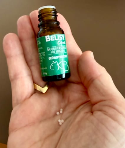 Ein Kunde hält die Flasche BELISY Grünlippmuschel Globuli und einige kleine Kügelchen in der Hand.