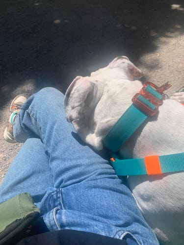Customer's white dog wearing the turquoise and orange Combat® Collar, resting its head on their lap.