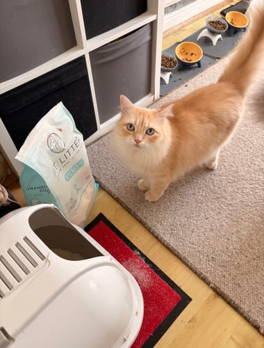 Customer photo review of Fit Litter PLUS - 3 month supply - 2 cat