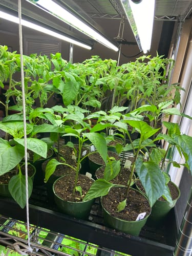 Customer photo review of SunBlaster T5 Universal Light Strip Hanger