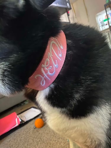 Close-up of a customer's dog wearing the pink 5cm Combat® Collar.