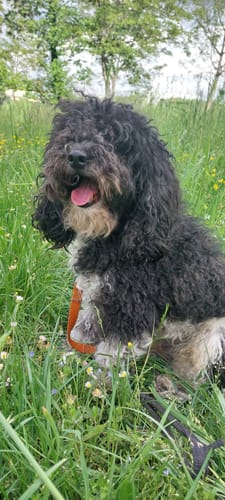 Customer photo review of Shampoing Sans Rinçage - Apaisant pour chien 🏔️