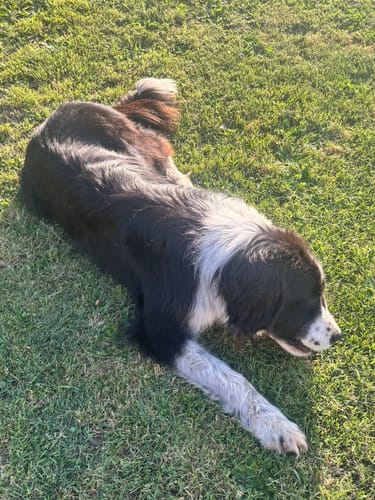 Customer photo review of Shampoing Sans Rinçage - Apaisant pour chien 🏔️