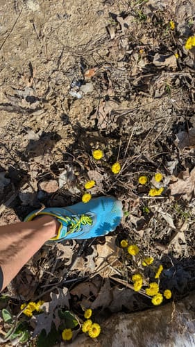 Customer's foot in a bright blue minimalist shoe on a leafy trail with small yellow flowers.