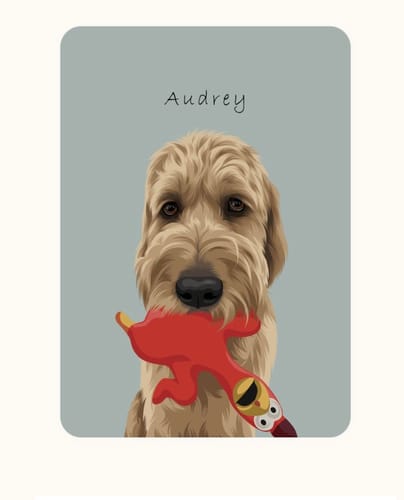 Customer's Custom Dog Portrait of their shaggy dog 'Audrey' holding her favorite red chicken toy, set against a simple blue background.