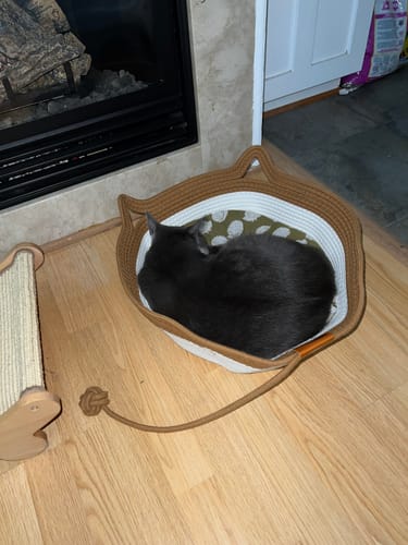 Customer photo review of Instinct Basket | Meet the first research-backed natural territory for indoor cats
