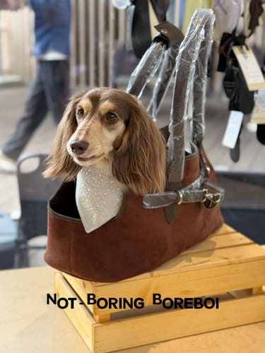 Customer photo review of The Saddle Cabas Tote