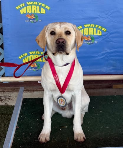 Customer's yellow Labrador sits proudly with a medal at a dock diving competition, showing the benefits of Tucker's Gold 1000MG.