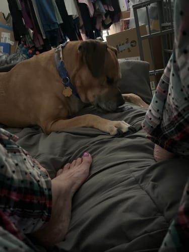 Customer's tan dog lying on a bed, looking down at a Blueberry Yak Chew.