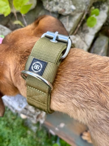 Close-up of a customer's dog wearing a wide, olive green collar with a metal buckle.