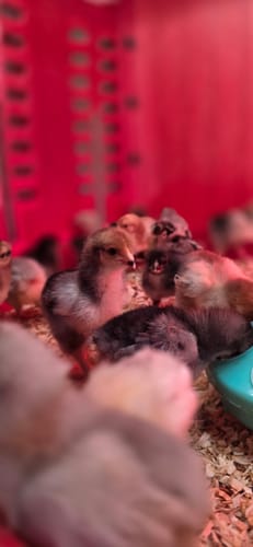Customer photo review of Porcelain Brahma - (European Import) "Show Quality" Chick - (Unsexed)