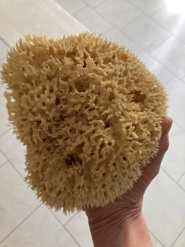 Customer photo review of Bath & Shower Natural Sea Sponges