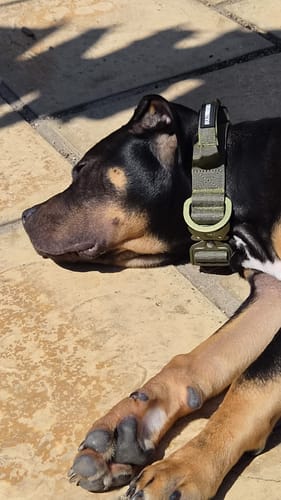 Customer's black and tan dog resting on a patio while wearing the tan Combat® Collar.